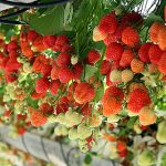 Mi az üvegházi gyümölcs?
