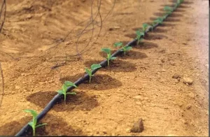 Amikor az emberek először kezdtek üvegházi zöldségeket termeszteni