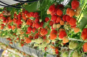 Mi az üvegházi gyümölcs?